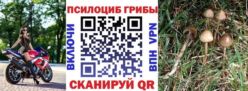 Псилоцибиновые грибы Psilocybe  мега ссылка  Красноармейск 